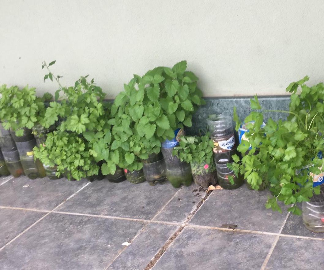Hilera de plantas verdes creciendo en botellas de plástico reutilizadas, junto a una pared del patio